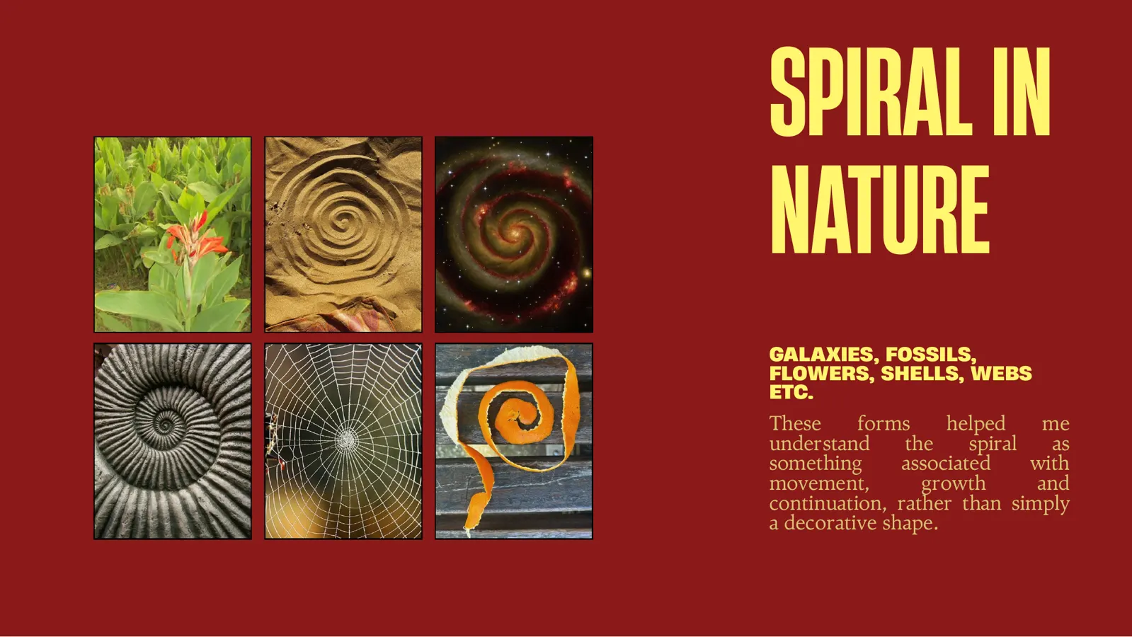 Slide 10 of 31: Spiral in nature.
